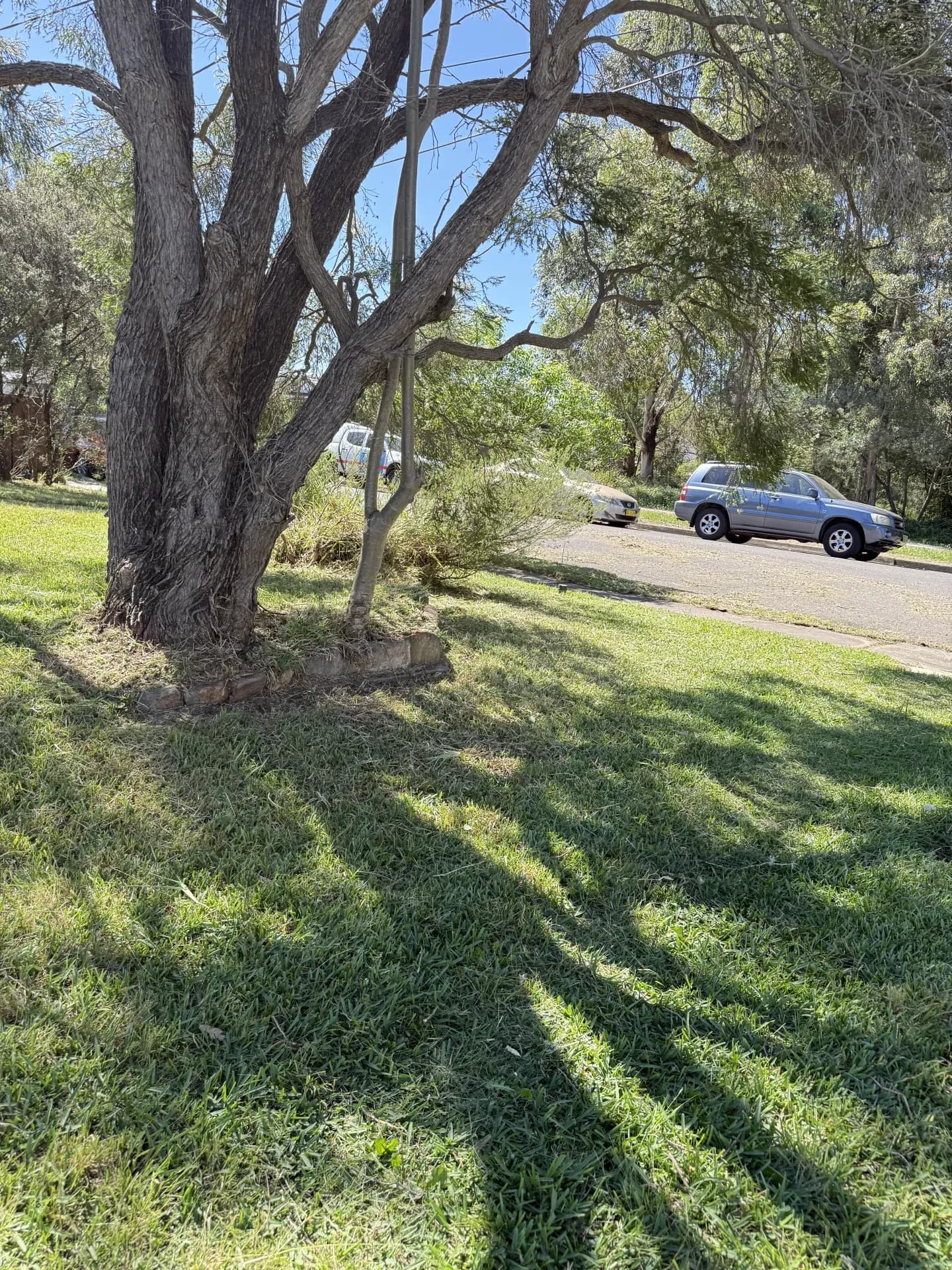 Sydney lawn mow — after