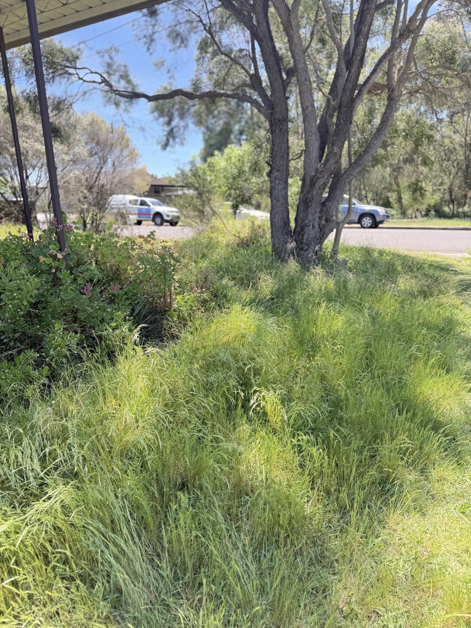 Sydney lawn mow — before