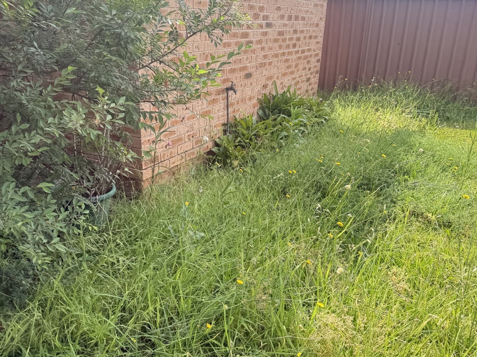 Lawn mow & edge — before
