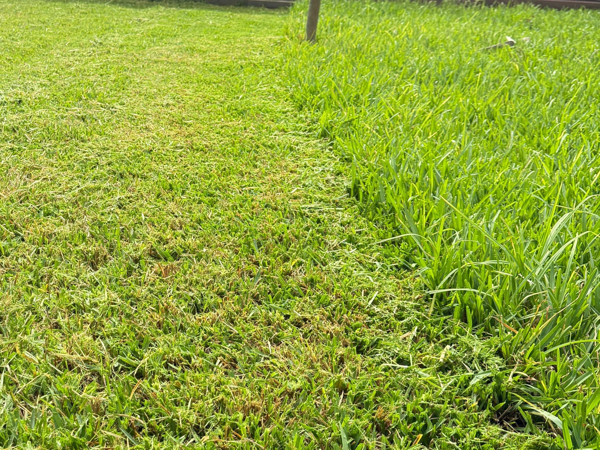 Lawn & Garden Care in action — Morning job in Cabramatta. Forty minutes in, grass stripes already going in. We work early so you don't hear us — you just come home to a perfect lawn.